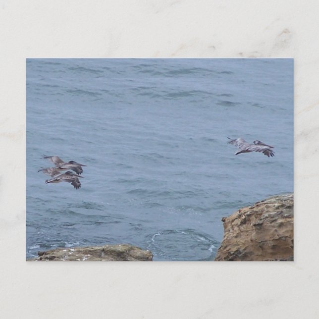 Pelican Postcard (Front)