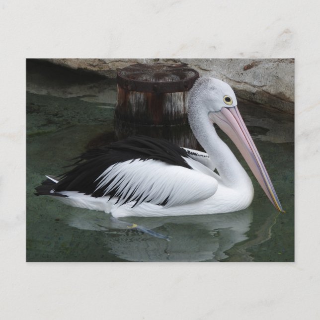 Pelican Postcard (Front)