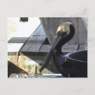 Pelican Postcard