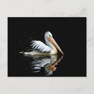 Pelican Postcard