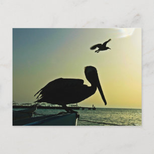 PELICAN POSTCARD