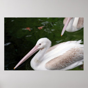 Pelican Poster