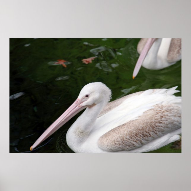 Pelican Poster (Front)