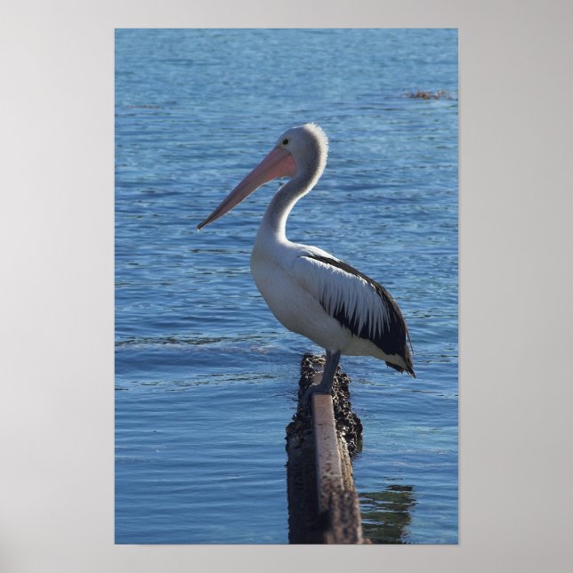 Pelican Poster (Front)