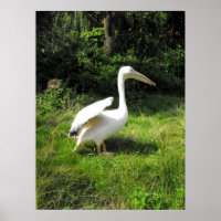 Pelican