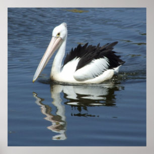 Pelican Poster