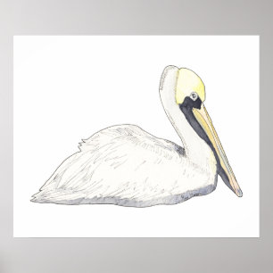 Pelican Posters & Prints