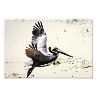 Pelican Print, Wall Art, Gifts, Beach Birds Photo Print