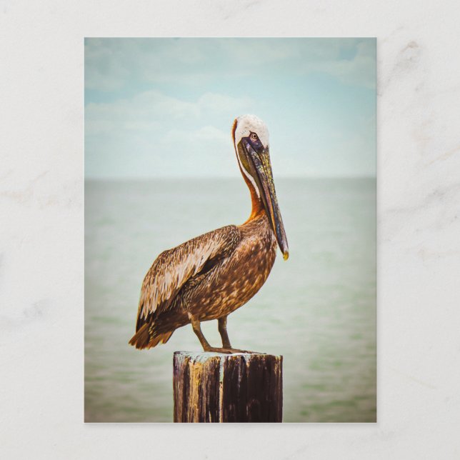 Pelican products postcard (Front)