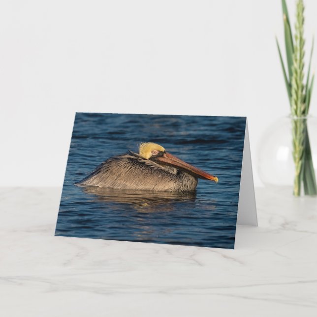 Pelican Resting in Water Greeting Card (Front)