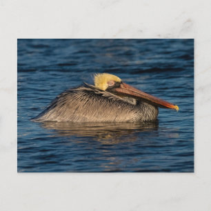 Pelican Resting in Water Postcard
