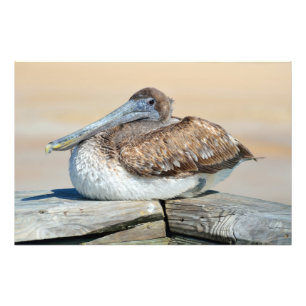 Pelican resting on the fishing pier photo print