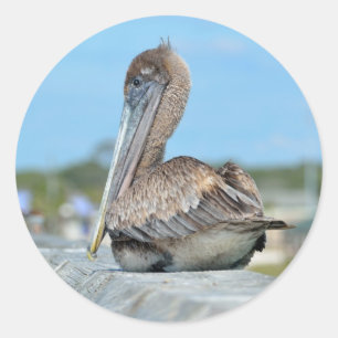 Pelican round sticker