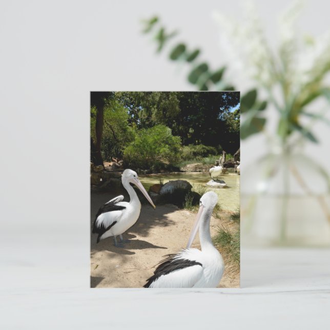 Pelican Sanctuary, Postcard (Standing Front)