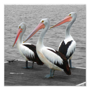 Pelican Sea Bird Minimalist Colour Pop Photography Photo Print