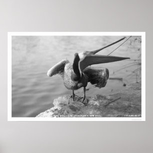 Pelican Showing Off Alaska 1918 Poster