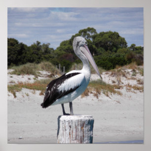 Pelican Standing on Post on Sandy Beach Poster
