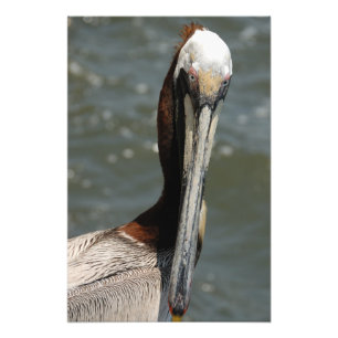 Pelican staring back at me photo print