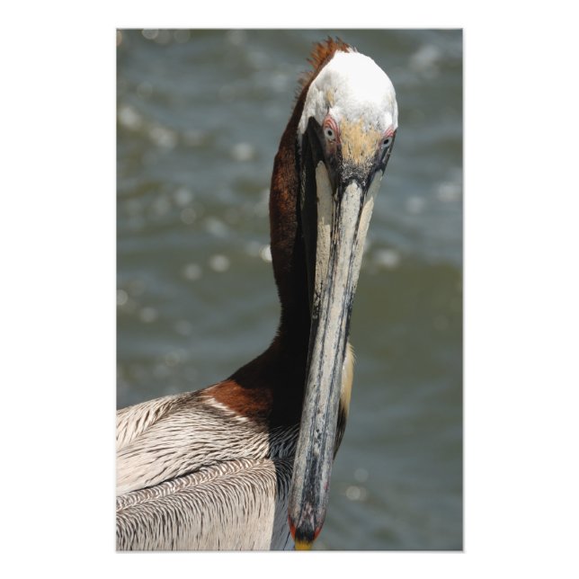 Pelican staring back at me  photo print (Front)