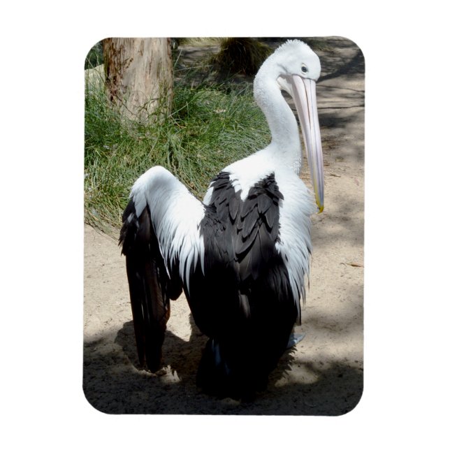 Pelican Time To Preen,  Magnet (Vertical)