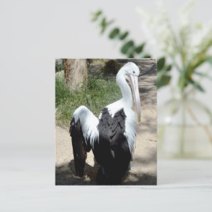 Pelican Time To Preen,  Paper Sheet