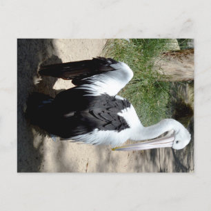 Pelican Time To Preen, Postcard
