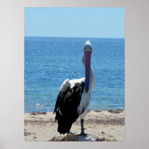 Pelican With The "Look", Poster