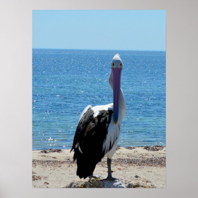 Pelican With The "Look", Poster (Front)