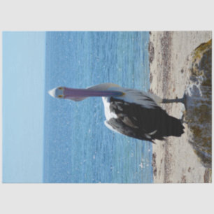 Pelican With The "Look",   Tissue Paper