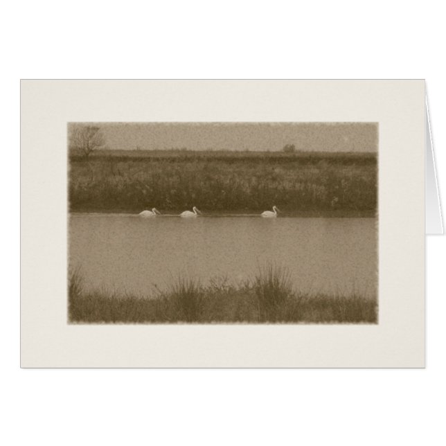 pelicans (Front Horizontal)