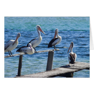 Pelicans