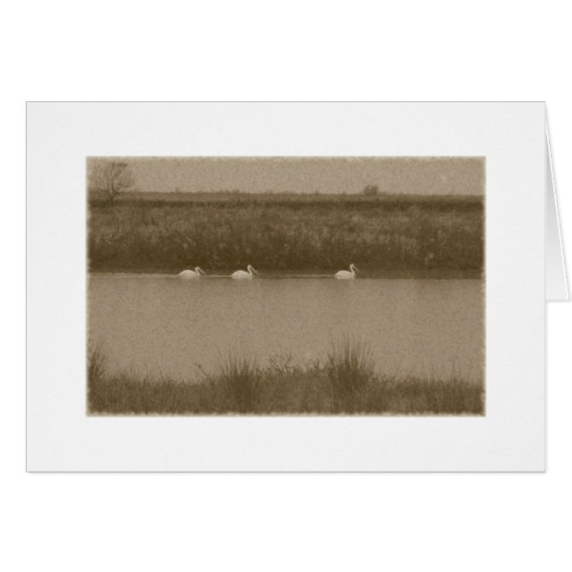 Pelicans (Front Horizontal)