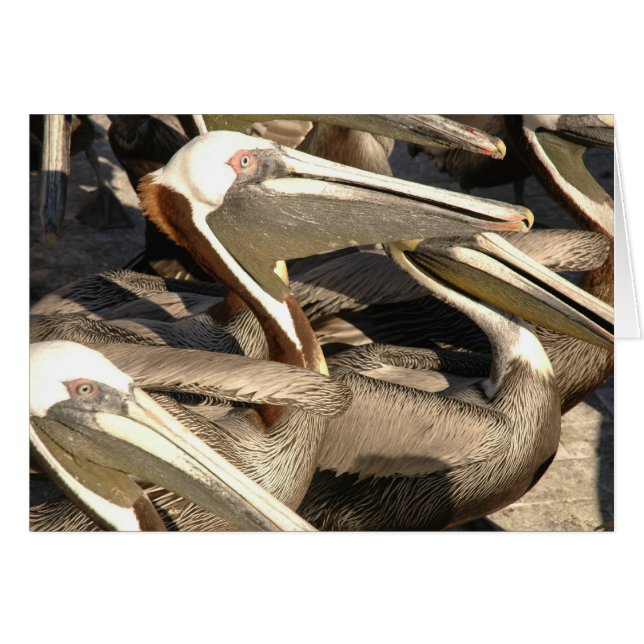 Pelicans (Front Horizontal)