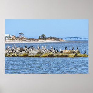 Pelicans and Cormorants and Dauphin Island Bridge Poster