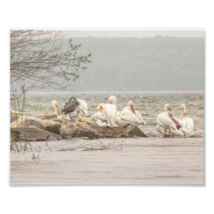 Pelicans and Egret on Rocky Shore Photo Print