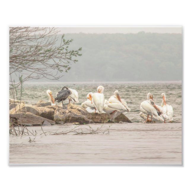 Pelicans and Egret on Rocky Shore Photo Print (Front)