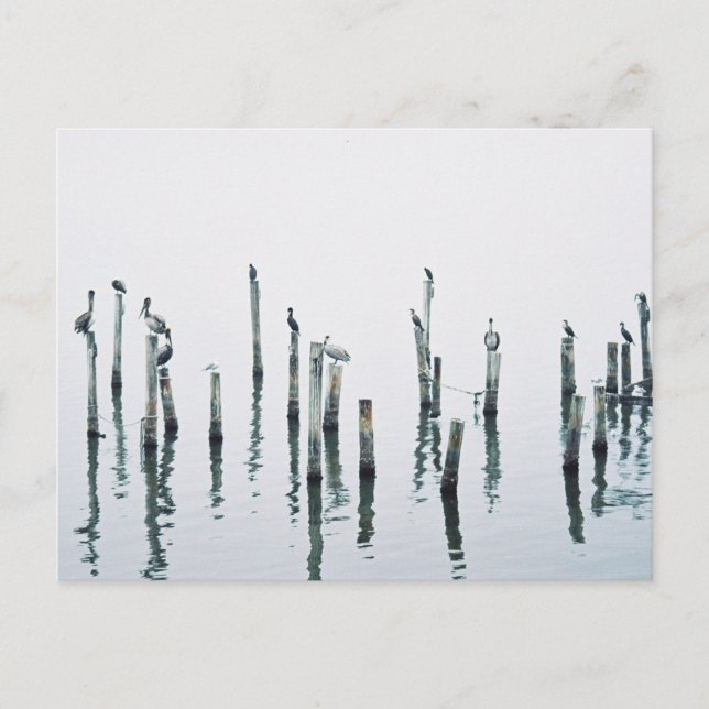 Pelicans and sea birds with reflection postcard (Front)