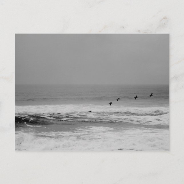 Pelicans and Waves in Black and White Postcard (Front)
