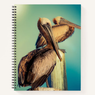 Pelicans at Dawn   Notebook