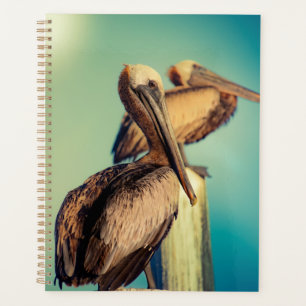 Pelicans at Dawn  Planner