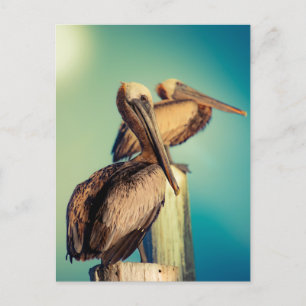 Pelicans at Dawn Postcard