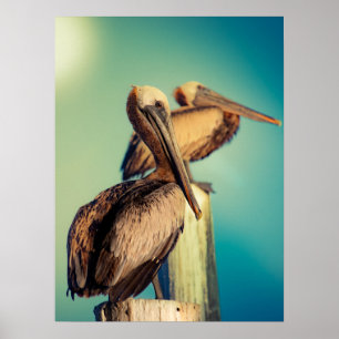 Pelicans at Dawn  Poster