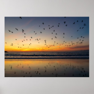 Pelicans at Sunset - Venice Beach, CA Poster