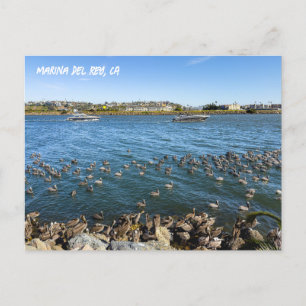 Pelicans Bask In Channel - Marina Del Rey, CA Postcard