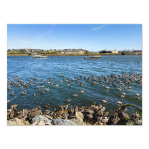 Pelicans Basking - Marina Del Rey, CA Photo Print