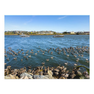 Pelicans Basking - Marina Del Rey, CA Photo Print