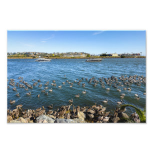 Pelicans Basking - Marina Del Rey, CA Photo Print