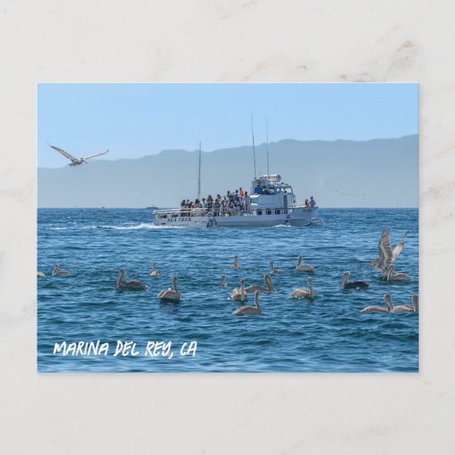 Pelicans Basking - Marina Del Rey, CA Postcard (Front)