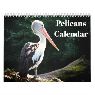 Pelicans Bird 2027 Calendar