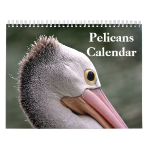 Pelicans Bird 2027 Calendar